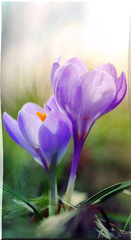 Spring crocus