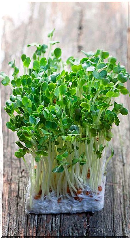 9 keys to achieving sprouts at home