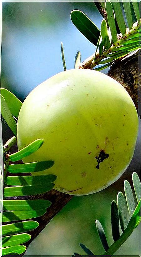 Amla: properties for hair