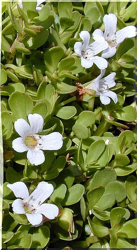 Bacopa