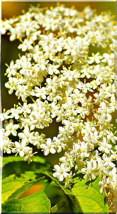 elderflowers