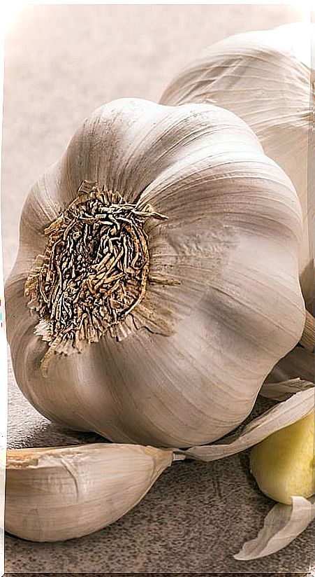 Garlic